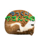 ねねこ♥⑯実写猫〜日常挨拶・会話スタンプ（個別スタンプ：36）