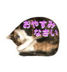 ねねこ♥⑯実写猫〜日常挨拶・会話スタンプ（個別スタンプ：38）