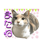 ねねこ♥⑯実写猫〜日常挨拶・会話スタンプ（個別スタンプ：39）