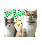 ねねこ♥⑯実写猫〜日常挨拶・会話スタンプ（個別スタンプ：40）