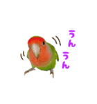 コザクラインコぴーすけとお友だち（個別スタンプ：7）