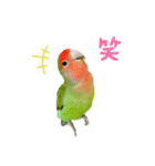 コザクラインコぴーすけとお友だち（個別スタンプ：8）