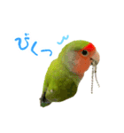 コザクラインコぴーすけとお友だち（個別スタンプ：10）