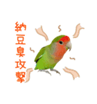 コザクラインコぴーすけとお友だち（個別スタンプ：12）