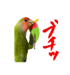 コザクラインコぴーすけとお友だち（個別スタンプ：14）