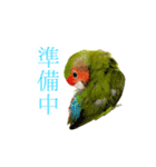 コザクラインコぴーすけとお友だち（個別スタンプ：19）