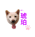 白柴こはくスタンプ（個別スタンプ：1）