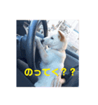白柴こはくスタンプ（個別スタンプ：11）
