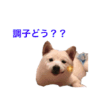 白柴こはくスタンプ（個別スタンプ：12）