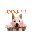 白柴こはくスタンプ（個別スタンプ：13）