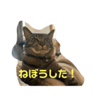 キジトラーず（個別スタンプ：5）