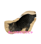 キジトラーず（個別スタンプ：7）