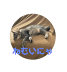 キジトラーず（個別スタンプ：9）