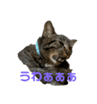 キジトラーず（個別スタンプ：10）