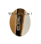 キジトラーず（個別スタンプ：15）