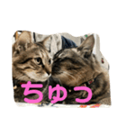 キジトラーず（個別スタンプ：27）