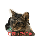 キジトラーず（個別スタンプ：30）