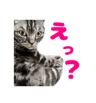 愛猫チャッピーのスタンプ（個別スタンプ：1）