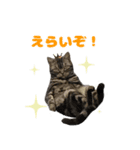 愛猫チャッピーのスタンプ（個別スタンプ：2）
