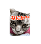 愛猫チャッピーのスタンプ（個別スタンプ：3）
