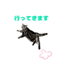 愛猫チャッピーのスタンプ（個別スタンプ：4）