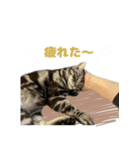 愛猫チャッピーのスタンプ（個別スタンプ：5）