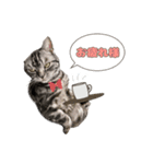 愛猫チャッピーのスタンプ（個別スタンプ：6）