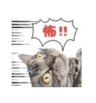 愛猫チャッピーのスタンプ（個別スタンプ：8）