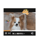 ぱぴぱぴパピヨン73（個別スタンプ：3）