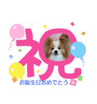 ぱぴぱぴパピヨン73（個別スタンプ：17）