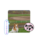 ぱぴぱぴパピヨン73（個別スタンプ：22）