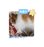 ぱぴぱぴパピヨン73（個別スタンプ：32）