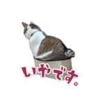 うちのちゅぴVol.2（個別スタンプ：6）