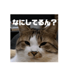 てっちゃんとじーちゃん（個別スタンプ：3）