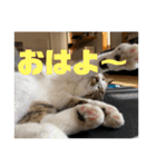 てっちゃんとじーちゃん（個別スタンプ：5）