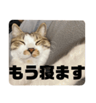 てっちゃんとじーちゃん（個別スタンプ：8）