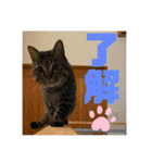 てっちゃんとじーちゃん（個別スタンプ：12）