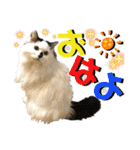 ねねこ♥⑰しらたまくんとミミミちゃん編（個別スタンプ：1）