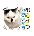 ねねこ♥⑰しらたまくんとミミミちゃん編（個別スタンプ：2）