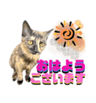 ねねこ♥⑰しらたまくんとミミミちゃん編（個別スタンプ：3）