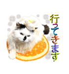 ねねこ♥⑰しらたまくんとミミミちゃん編（個別スタンプ：4）