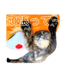 ねねこ♥⑰しらたまくんとミミミちゃん編（個別スタンプ：6）