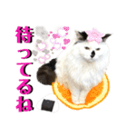 ねねこ♥⑰しらたまくんとミミミちゃん編（個別スタンプ：8）