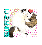 ねねこ♥⑰しらたまくんとミミミちゃん編（個別スタンプ：10）