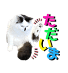 ねねこ♥⑰しらたまくんとミミミちゃん編（個別スタンプ：11）
