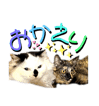 ねねこ♥⑰しらたまくんとミミミちゃん編（個別スタンプ：12）