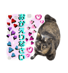 ねねこ♥⑰しらたまくんとミミミちゃん編（個別スタンプ：13）