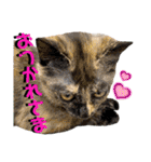 ねねこ♥⑰しらたまくんとミミミちゃん編（個別スタンプ：14）