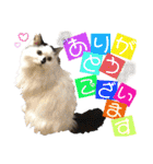 ねねこ♥⑰しらたまくんとミミミちゃん編（個別スタンプ：16）