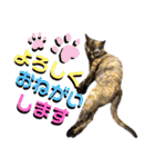 ねねこ♥⑰しらたまくんとミミミちゃん編（個別スタンプ：17）